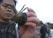 Dream Meaning of Eating Live Crabs
