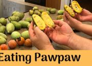 Dream Meaning of Eating Pawpaw