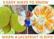 Dream Meaning of Eating Ripe Jackfruit