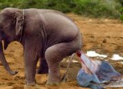 Dream Meaning of Elephant Giving Birth