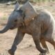 Dream Meaning of Elephants Chasing You