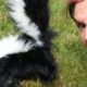 Dream Meaning of Getting Sprayed By A Skunk