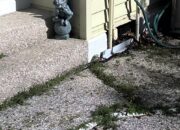 Dream Meaning of Black Snake Chasing