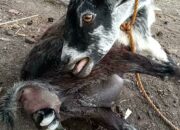 Dream Meaning of Goat Giving Birth