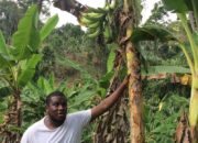 Dream Meaning of Harvesting Plantain