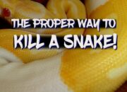 Dream Meaning of Killing A Python