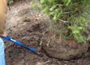 Dream Meaning of Digging Up Plant Roots