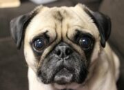 Dream Meaning of Pug