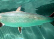 Dream Meaning of Milkfish