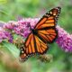 Dream Meaning of Butterfly