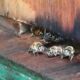 Dream Meaning of Bees Landing On You