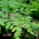 Dream Meaning of Moringa Tree