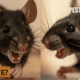Dream Meaning of A Mouse Biting You