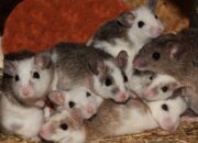 Dream Meaning of Mice