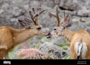Dream Meaning of Deer Caressing
