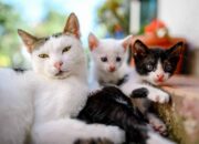Dream Meaning of Multiple Cats