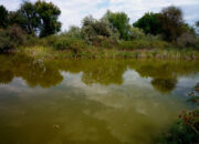 Dream Meaning of Murky Water