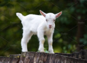 Dream Meaning of White Baby Goat