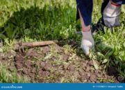 Dream Meaning of Uprooting Weeds