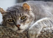Dream Meaning of My Old Cat