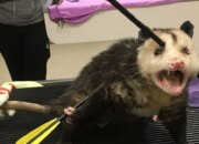 Dream Meaning of Possum Attack