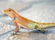 Dream Meaning of Lizards