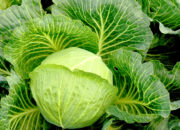 Dream Meaning of Cabbage