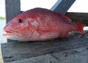 Dream Meaning of Red Fish