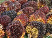 Dream Meaning of Palm Kernel Seed