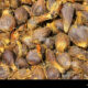 Dream Meaning of Palm Kernel Nut