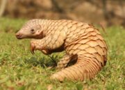 Dream Meaning of Pangolin