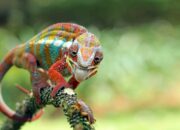 Dream Meaning of Chameleon