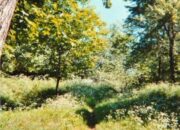 Dream Meaning of A Path