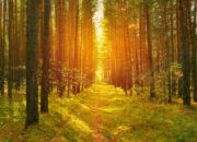 Dream Meaning of Woods