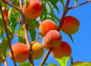 Dream Meaning of Peaches