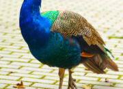 Dream Meaning of Peacock