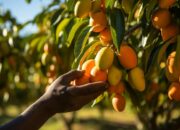 Dream Meaning of Picking Ripe Mango From The Tree