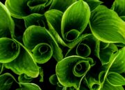 Dream Meaning of Green Plants