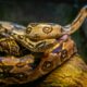 Dream Meaning of Brown Python