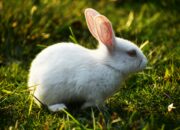 Dream Meaning of White Rabbit
