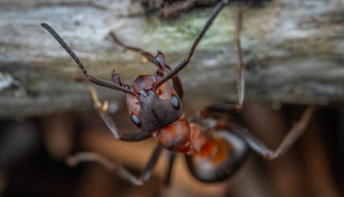 Dream Meaning of Black Ants