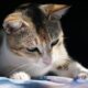 Dream Meaning of A Calico Cat