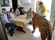 Dream Meaning of Tiger In House
