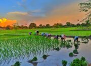 Dream Meaning of Paddy Field
