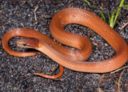 Dream Meaning of Brown Snake