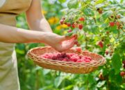 Dream Meaning of Picking Naseberries