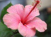 Dream Meaning of Gumamela Flower