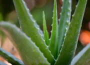 Dream Meaning of Aloe Vera