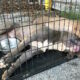 Dream Meaning of Dead Pitbulls