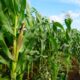 Dream Meaning of Maize Farm
